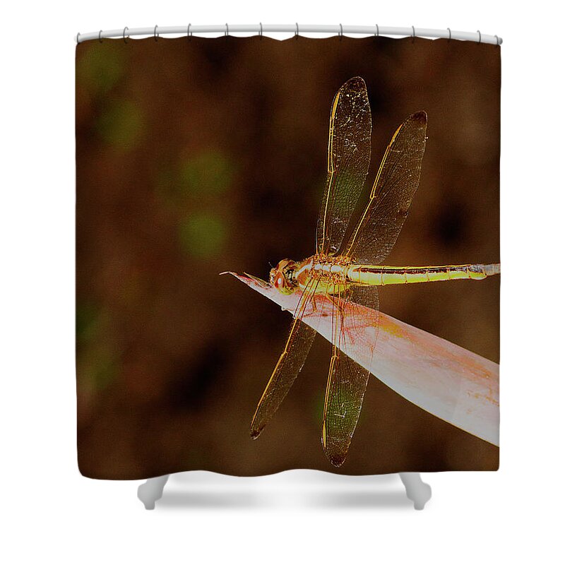 Dragonfly Shower Curtain featuring the photograph Sunning Dragon by Bill Barber