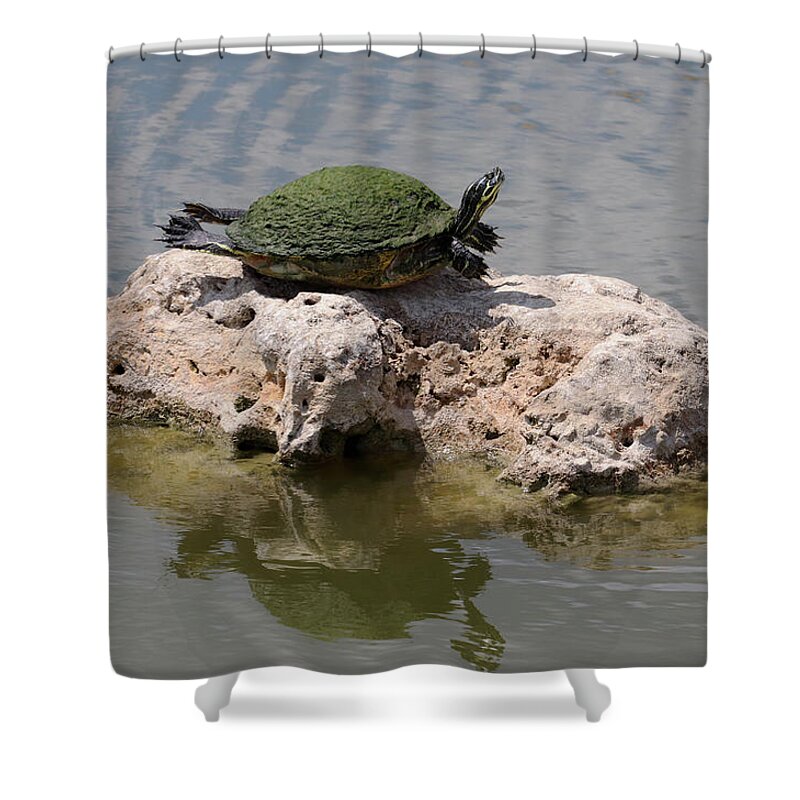 Turtle Shower Curtain featuring the photograph Sunning Turtle on a Rock by David T Wilkinson