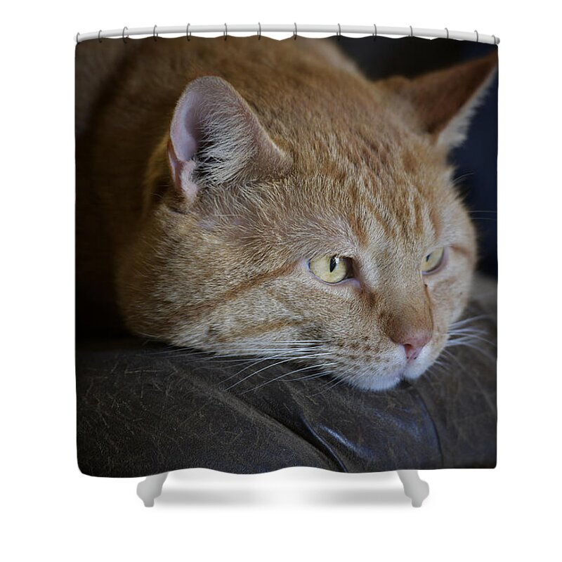 Yellow Tabby Shower Curtain featuring the photograph Sunny by DArcy Evans