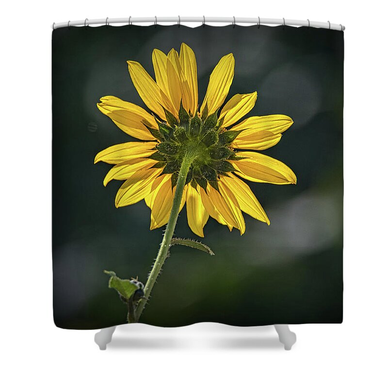 Bloom Shower Curtain featuring the photograph Sunny Sunflower Following the Sun by Debra Martz