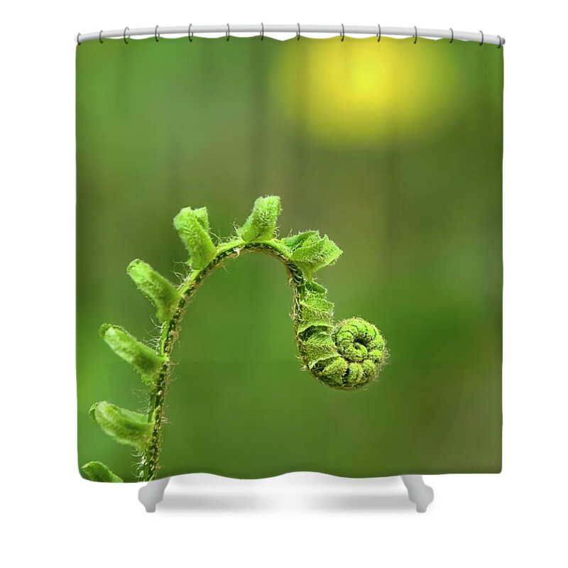 Fern Shower Curtain featuring the photograph Sunrise Spiral Fern by Christina Rollo