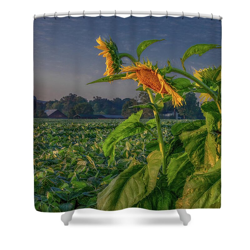 Tennessee Shower Curtain featuring the photograph Sunrise With Sunflowers by Marcy Wielfaert