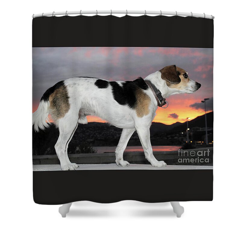 Beagle Shower Curtain featuring the photograph Sunset Dog by Jack Ludlam