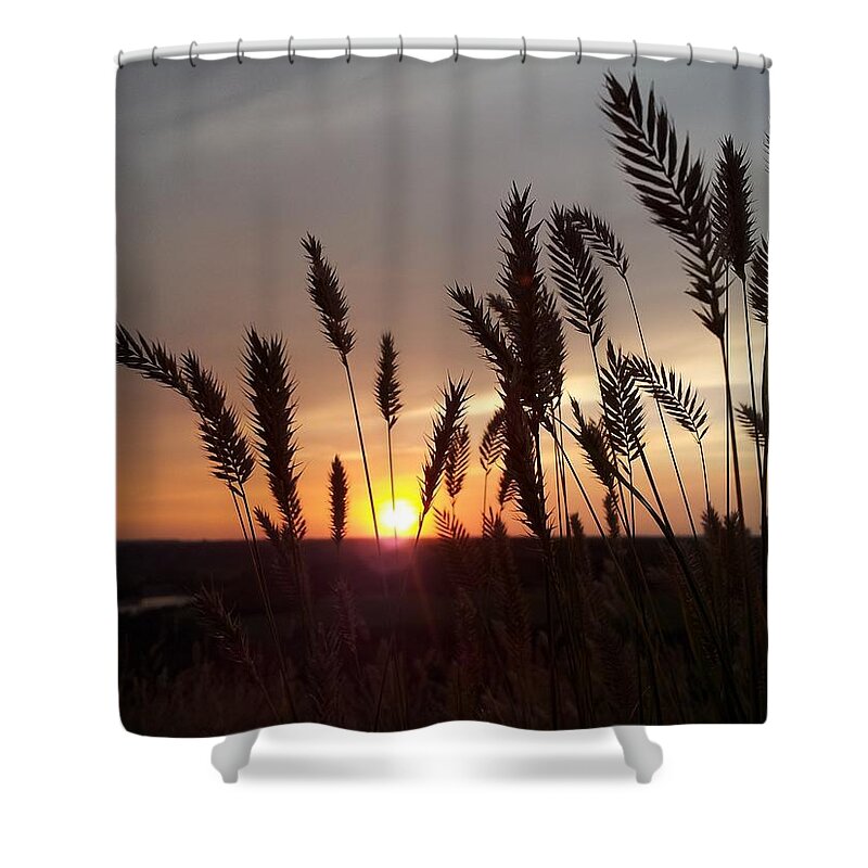 Grass Shower Curtain featuring the photograph Sunset grasses by Lisa Mutch