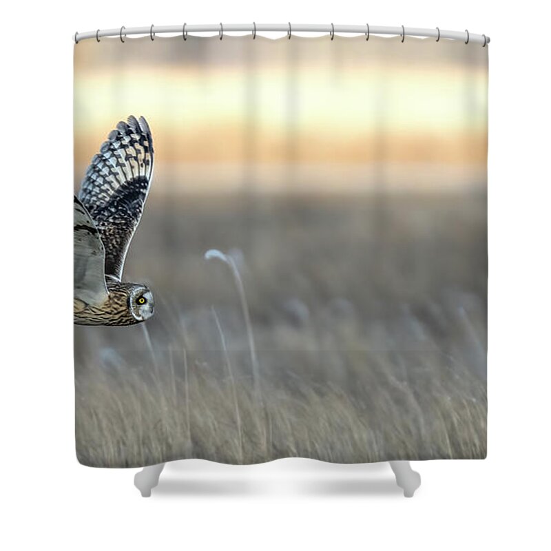 Short Eared Owl Shower Curtain featuring the photograph Sunset Seeker panoramic by James Overesch