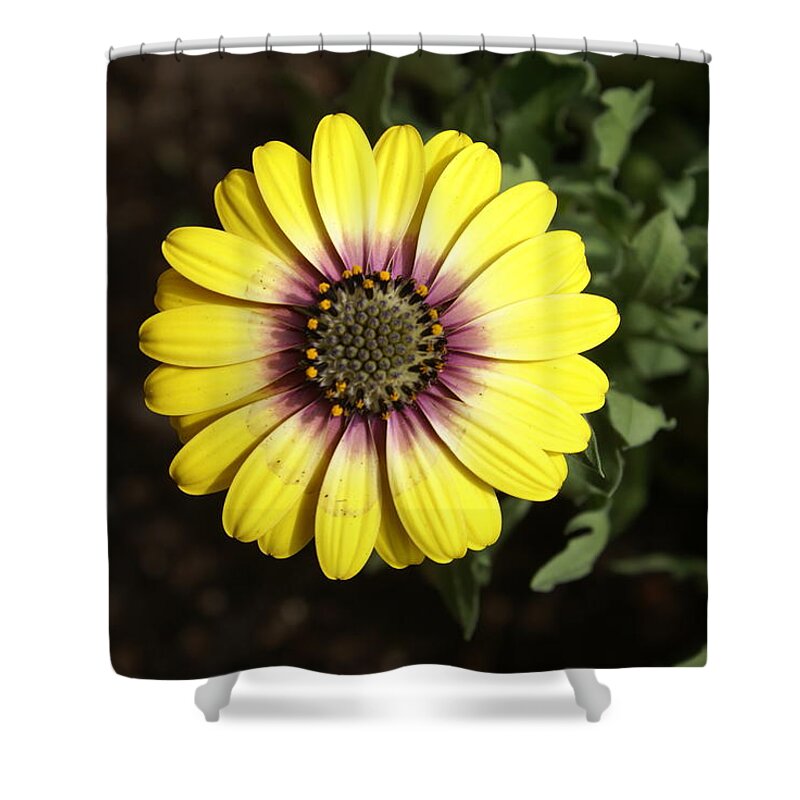 Flower Shower Curtain featuring the photograph Sunshine by Heather E Harman