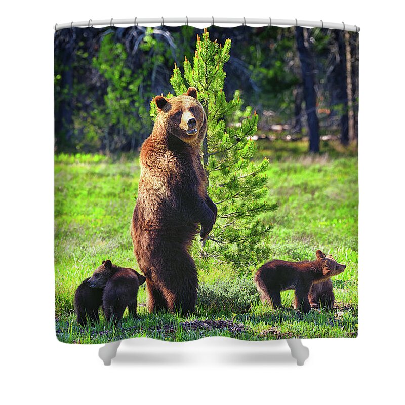 Grizzly 399 Shower Curtain featuring the photograph Survey the Surroundings by Greg Norrell