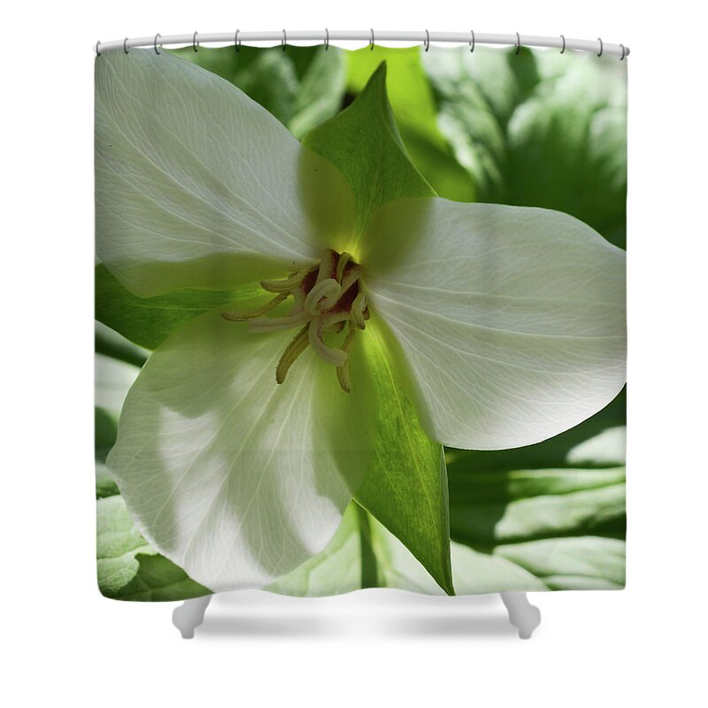 Shenk's Ferry Shower Curtain featuring the photograph Susquehanna Trillium Backlit by Tana Reiff