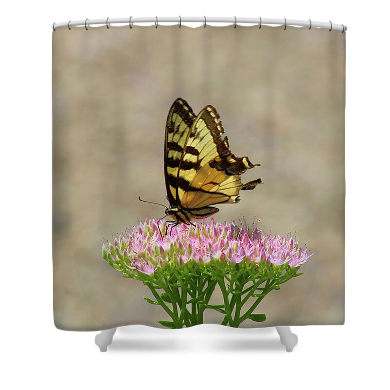 Swallowtail Shower Curtain featuring the photograph Swallowtail Butterfly Endures by Christopher Reed