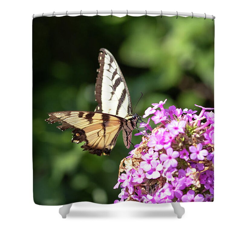 Swallowtail Shower Curtain featuring the photograph Swallowtail by Patty Colabuono