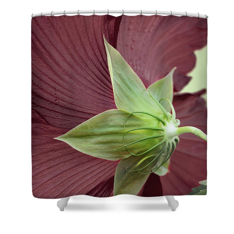 Hibiscus Shower Curtain featuring the photograph Swamp Hibiscus by M Kathleen Warren