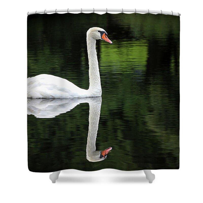 Petoskey Shower Curtain featuring the photograph Swan at Spring Lake by Robert Carter