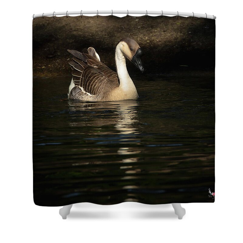 Chineseswangoose Shower Curtain featuring the photograph Swan Goose by Pam Rendall