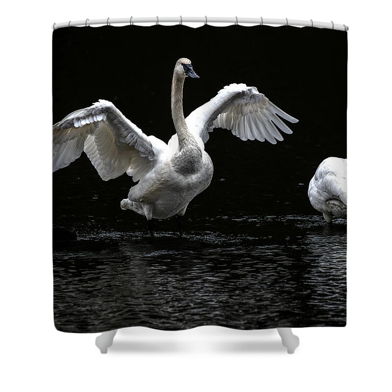 Swans Shower Curtain featuring the photograph Swans on the Lake by Jerry Cahill