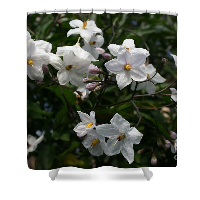  Shower Curtain featuring the photograph Sweet Jasmine by Cynthia Marcopulos