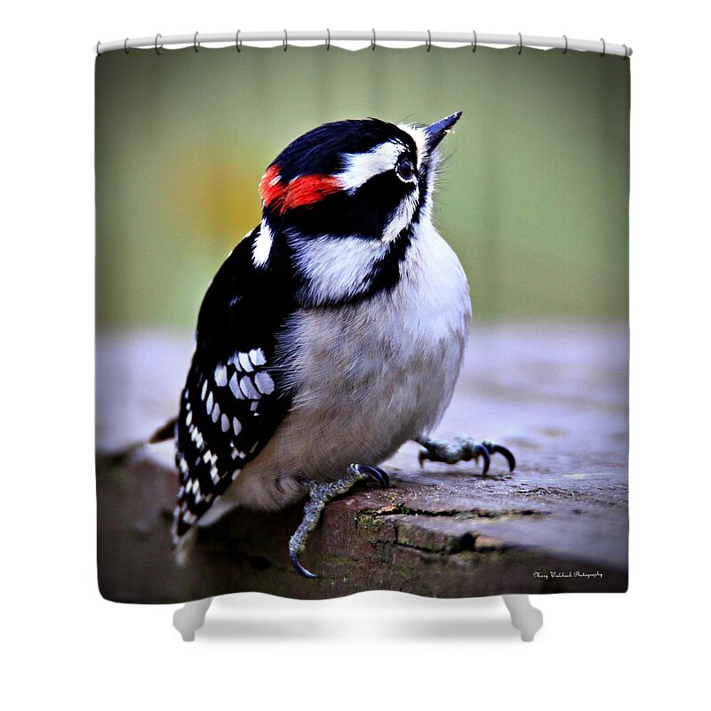 Birds Shower Curtain featuring the photograph Sweet Little Downy Woodpecker 2 by Mary Walchuck