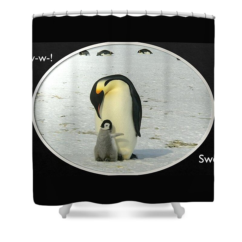 Penguins Shower Curtain featuring the photograph Sweet Penguins by Nancy Ayanna Wyatt
