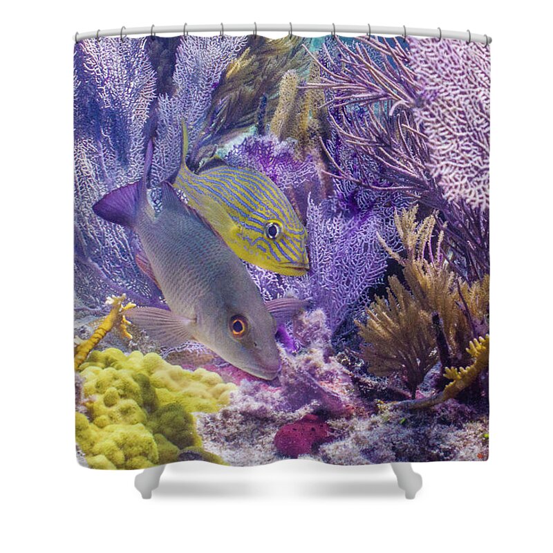 Animals Shower Curtain featuring the photograph Swim WIth Me by Lynne Browne