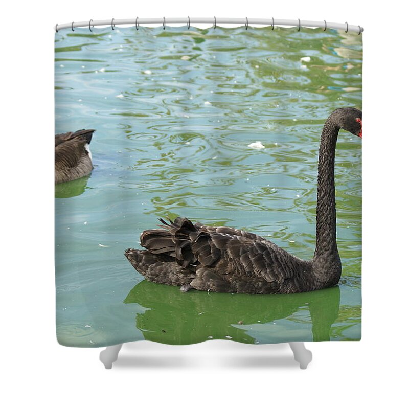  Shower Curtain featuring the photograph Swimming Buddies by Heather E Harman