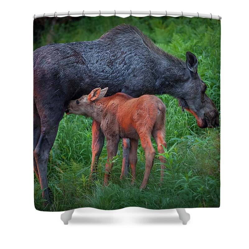 Moose Shower Curtain featuring the photograph Table for Two by Tim Newton