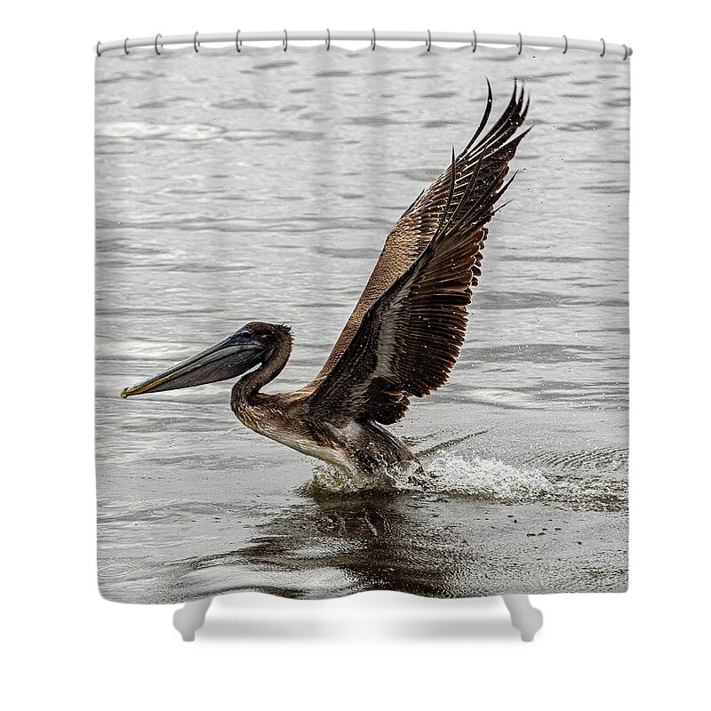 Brown Pelican Shower Curtain featuring the photograph Take Off 2 by Jerry Connally