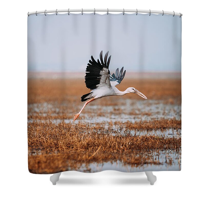Bird Shower Curtain featuring the photograph Take Off by Dheeraj Mutha