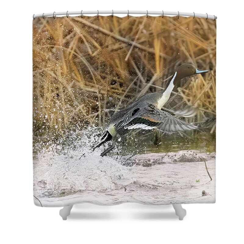 Duck Shower Curtain featuring the photograph Take off by Jim E Johnson