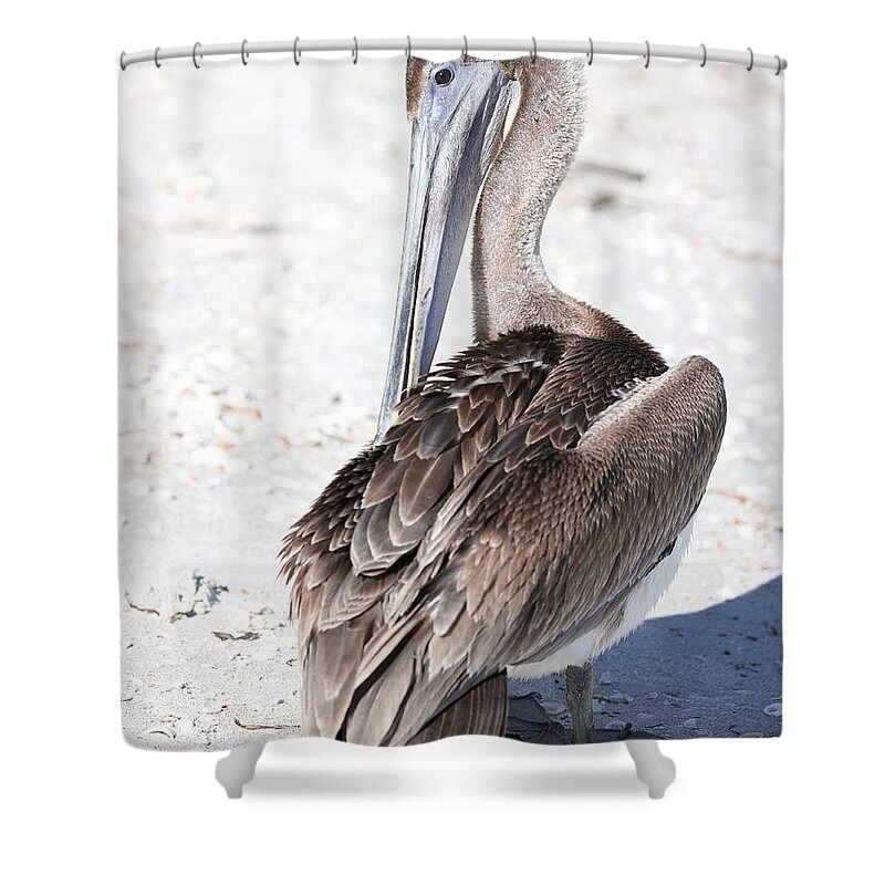 Pelicans Shower Curtain featuring the photograph Close Up of Pelican by Mingming Jiang