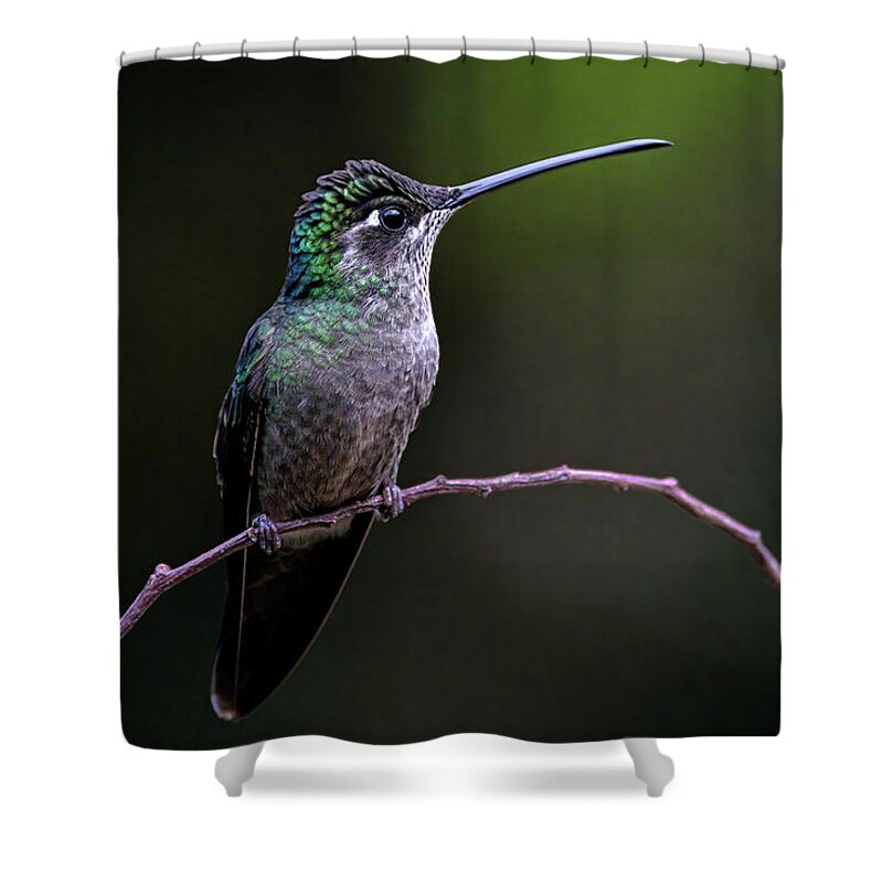 Gary Johnson Shower Curtain featuring the photograph Talamanca Hummingbird by Gary Johnson