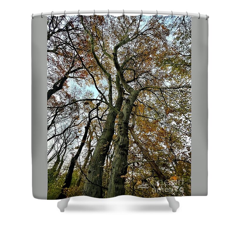 Trees Shower Curtain featuring the photograph Tall Autumn Trees 3 by CAC Graphics
