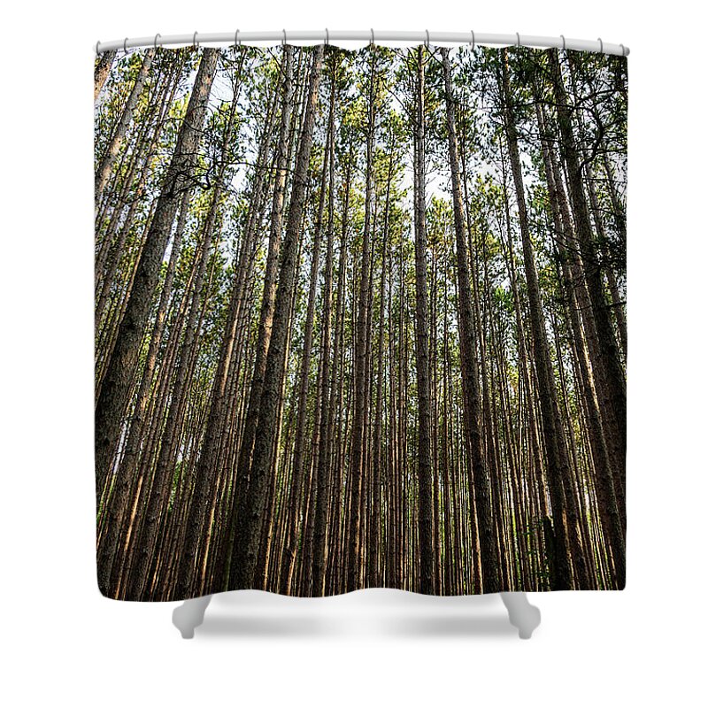 Trees Shower Curtain featuring the photograph Tall Red Pine Forest by Dale Kincaid