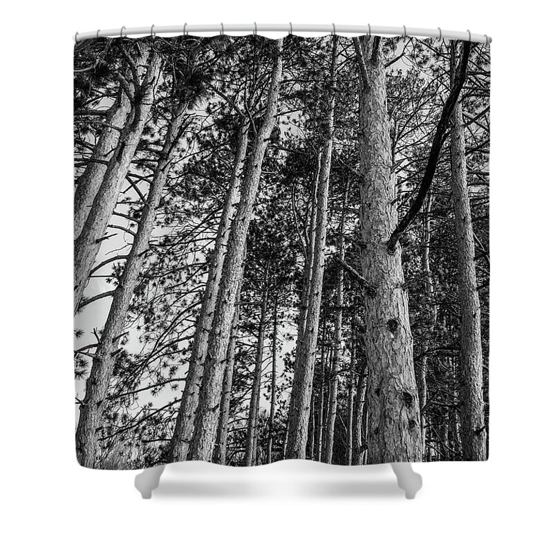 Black And White Shower Curtain featuring the photograph Tall Trees by Michelle Wittensoldner