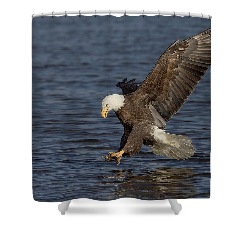 Eagle Shower Curtain featuring the photograph Talon Ho by Art Cole