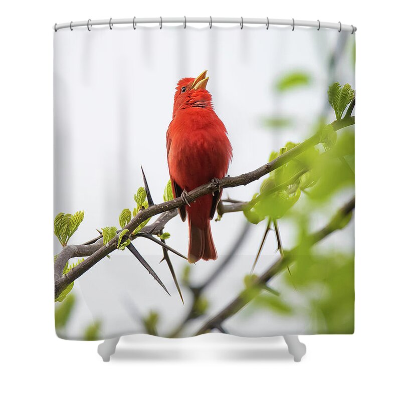 Summer Tanager Shower Curtain featuring the photograph Tanager Song by Pam Rendall
