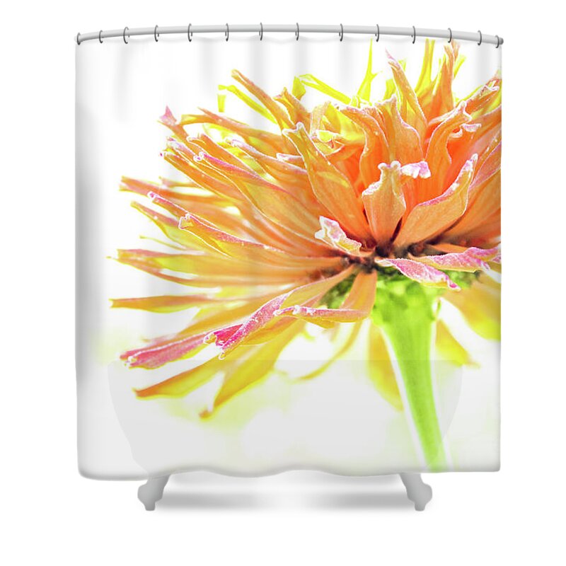 Tangerine Shower Curtain featuring the photograph Tangerine Dream by Becqi Sherman