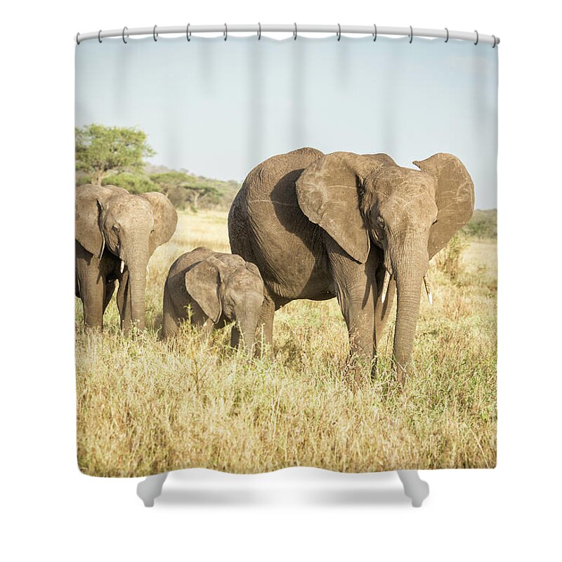  Africa Shower Curtain featuring the photograph Tanzania Elephant Family by Timothy Hacker
