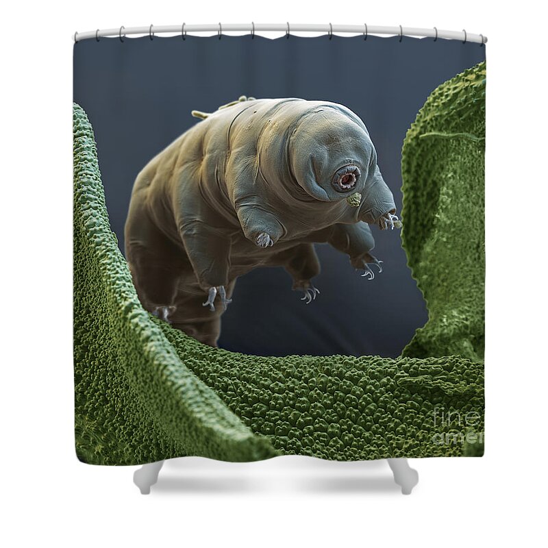 Animal Shower Curtain featuring the photograph Tardigrade or Water Bear by Eye of Science