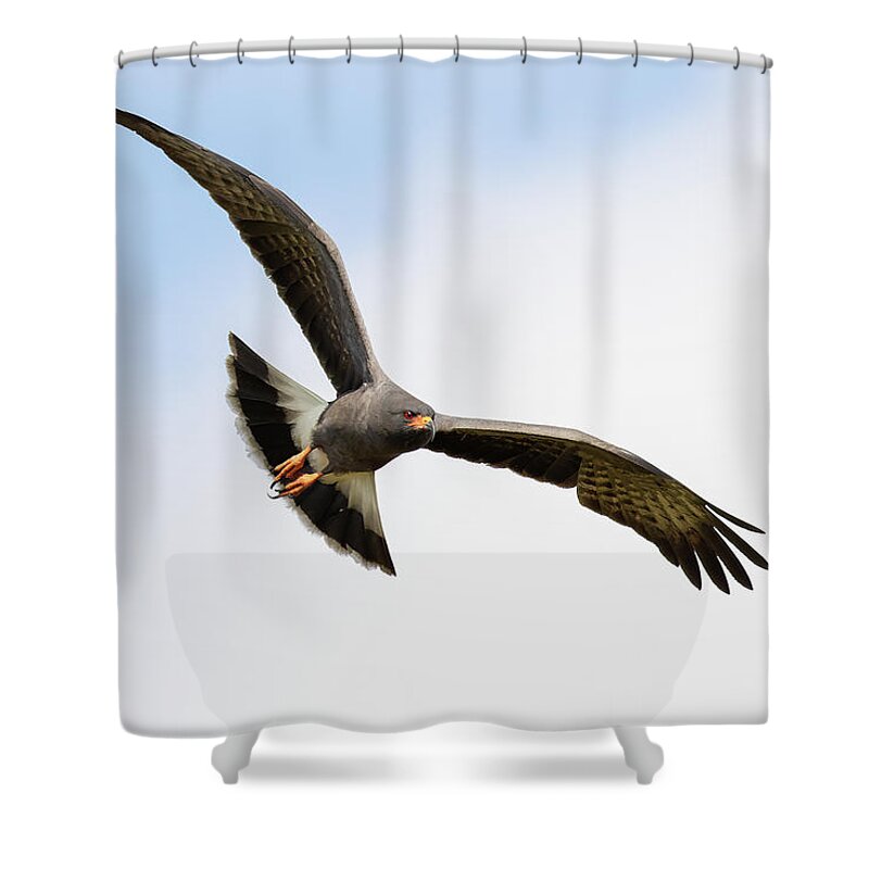 Snail Kite Shower Curtain featuring the photograph Target Acquired by RD Allen