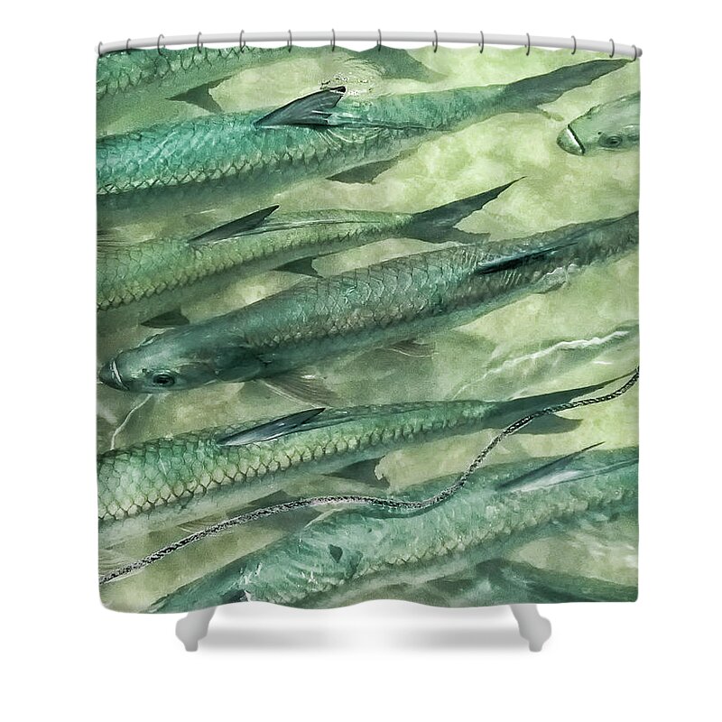 Tarpon Together Shower Curtain featuring the photograph Tarpon Together by Louise Lindsay