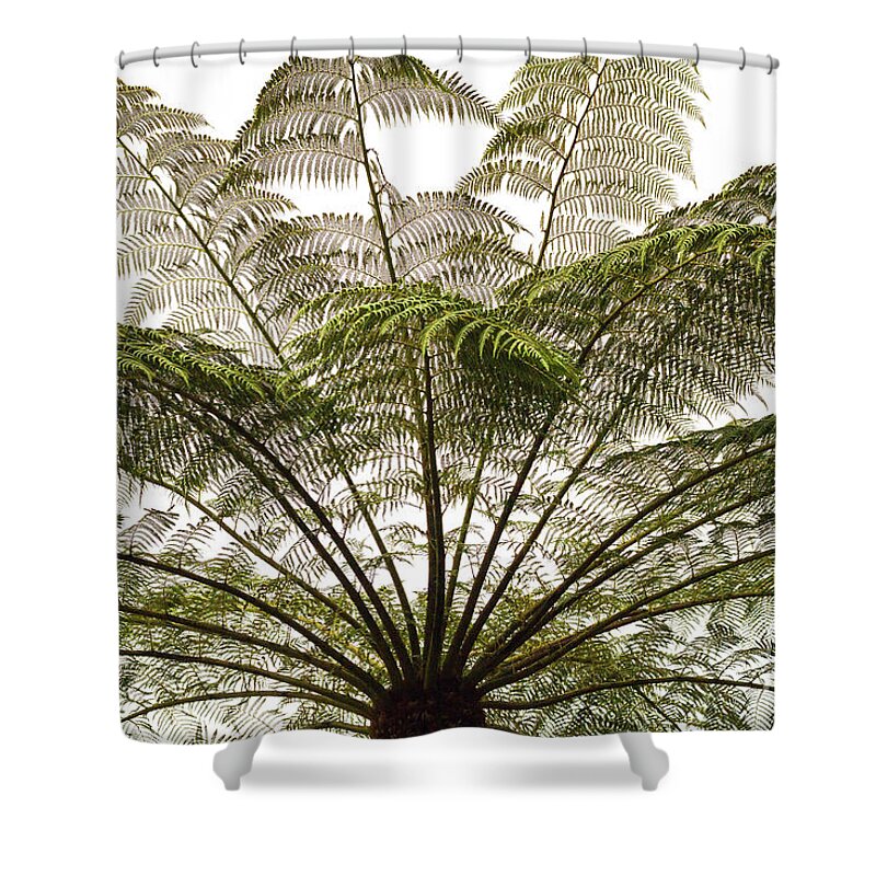 Tasmania Shower Curtain featuring the photograph Tasmanian Tree Fern Canopy by Elaine Teague