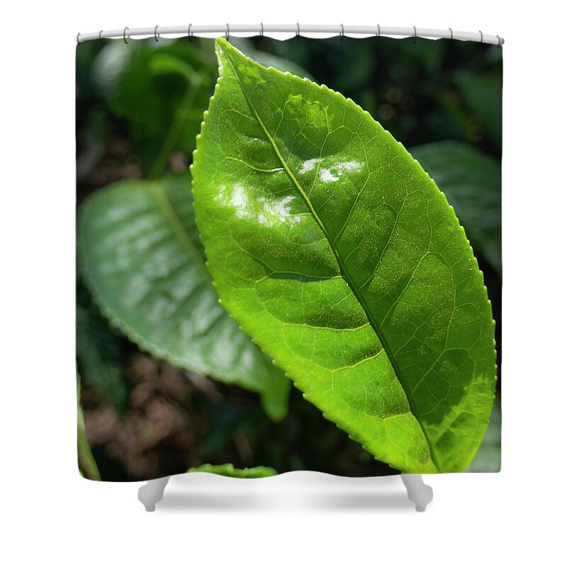 Tea Shower Curtain featuring the photograph Tea Leaf Growing by Karen Rispin