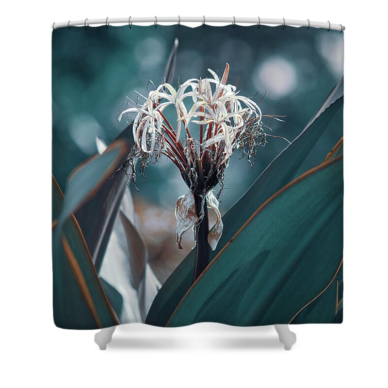 Lycoris Radiata Shower Curtain featuring the photograph Teal Spider Lily by Gian Smith