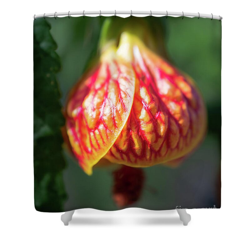 Chinese Lantern Shower Curtain featuring the photograph Red Vein Indian Mallow Chinese Lantern flower - Abutilon Striatum #1 by Abigail Diane Photography