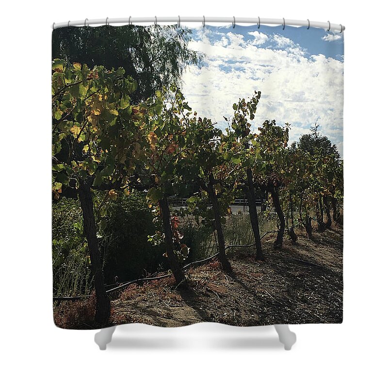Grapevines Shower Curtain featuring the photograph Temecula Vines by Roxy Rich