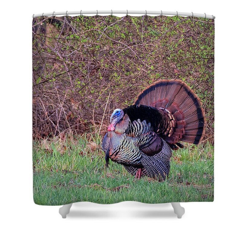 Turkey Shower Curtain featuring the photograph Thanksgiving Turkey by Bill Wakeley