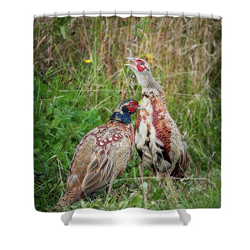 Finland Shower Curtain featuring the photograph That one is always so loud. Common pheasant by Jouko Lehto
