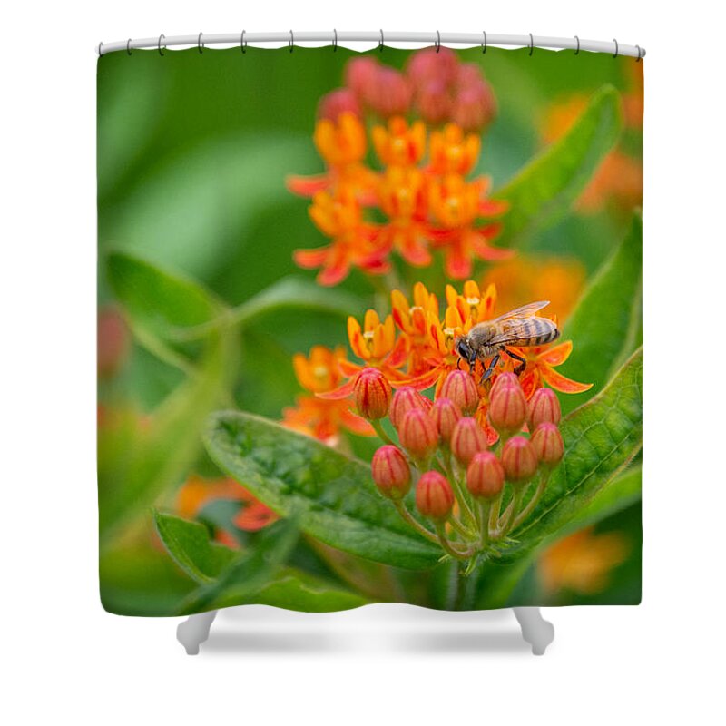 Color Shower Curtain featuring the photograph The Bee and the Butterfly by Linda Bonaccorsi