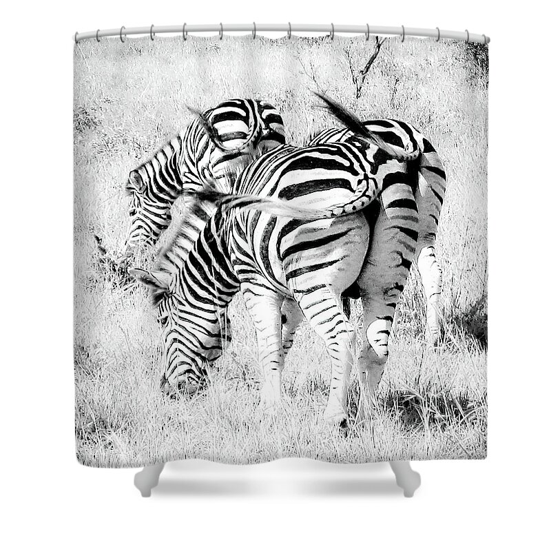 Zebras Shower Curtain featuring the photograph The Best Things Come In Three Zebras by Rebecca Herranen