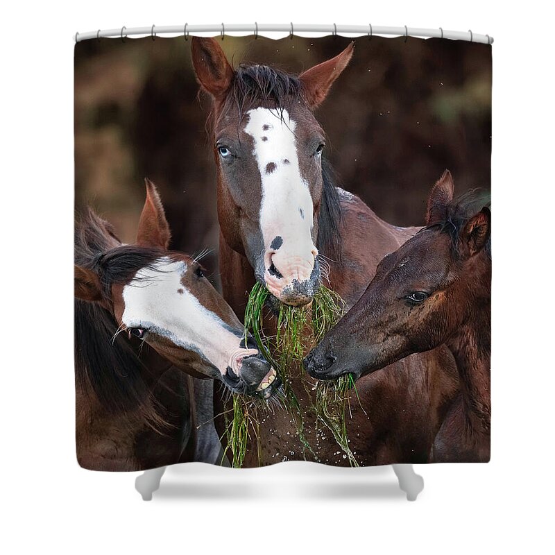 Stallion Shower Curtain featuring the photograph The Blue-Eyed Mare. by Paul Martin
