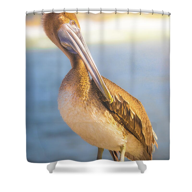 Pelican Shower Curtain featuring the photograph The Brown Pelican Florida Coast by Jordan Hill